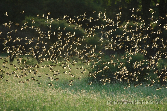 puku rsa 479.jpg - Red-billed Quelea (Quelea quelea)